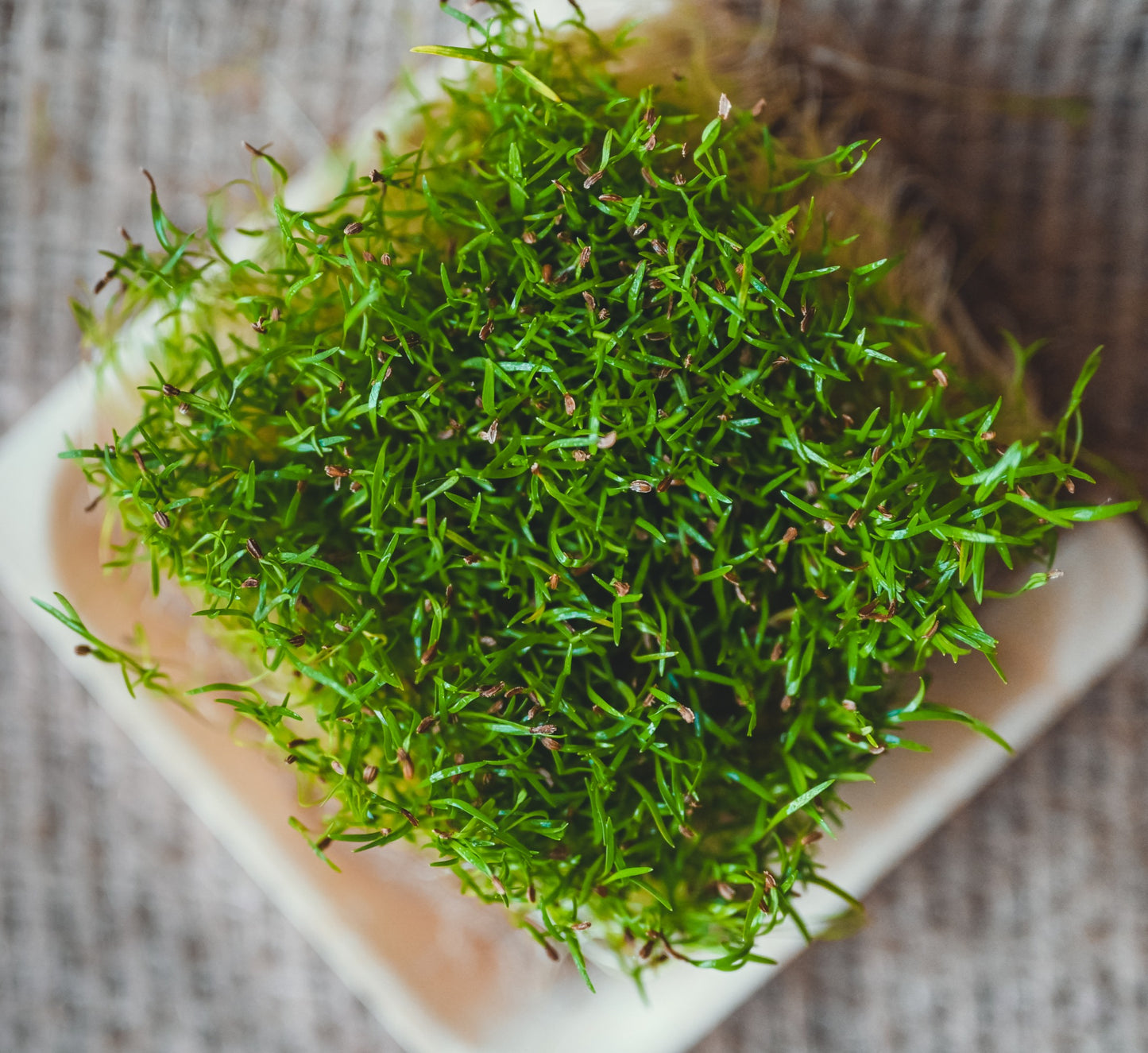 Dill Microgreens