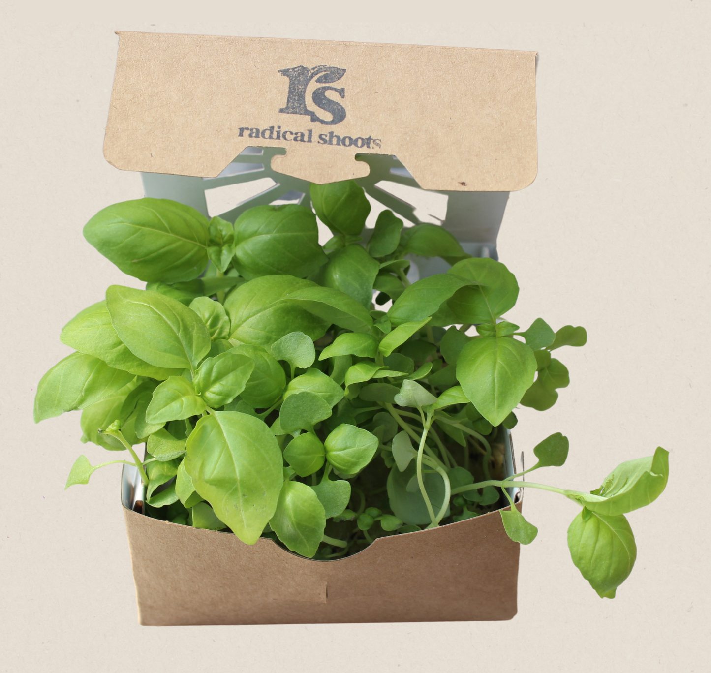 Basil Microgreens – Genovese, Opal (Purple), Thai