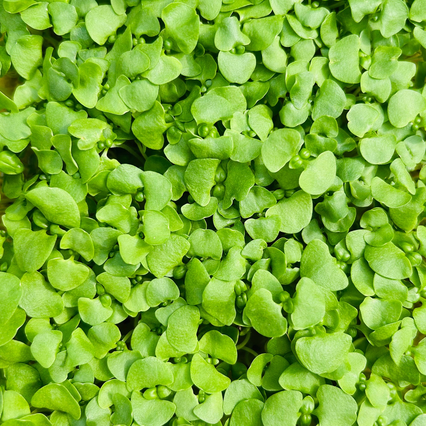Basil Microgreens – Genovese, Opal (Purple), Thai
