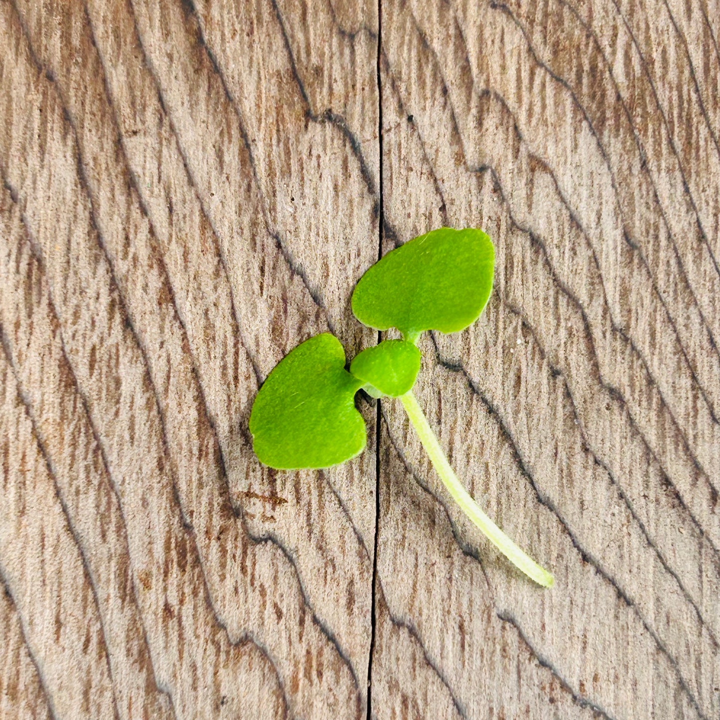 Basil Microgreens – Genovese, Opal (Purple), Thai