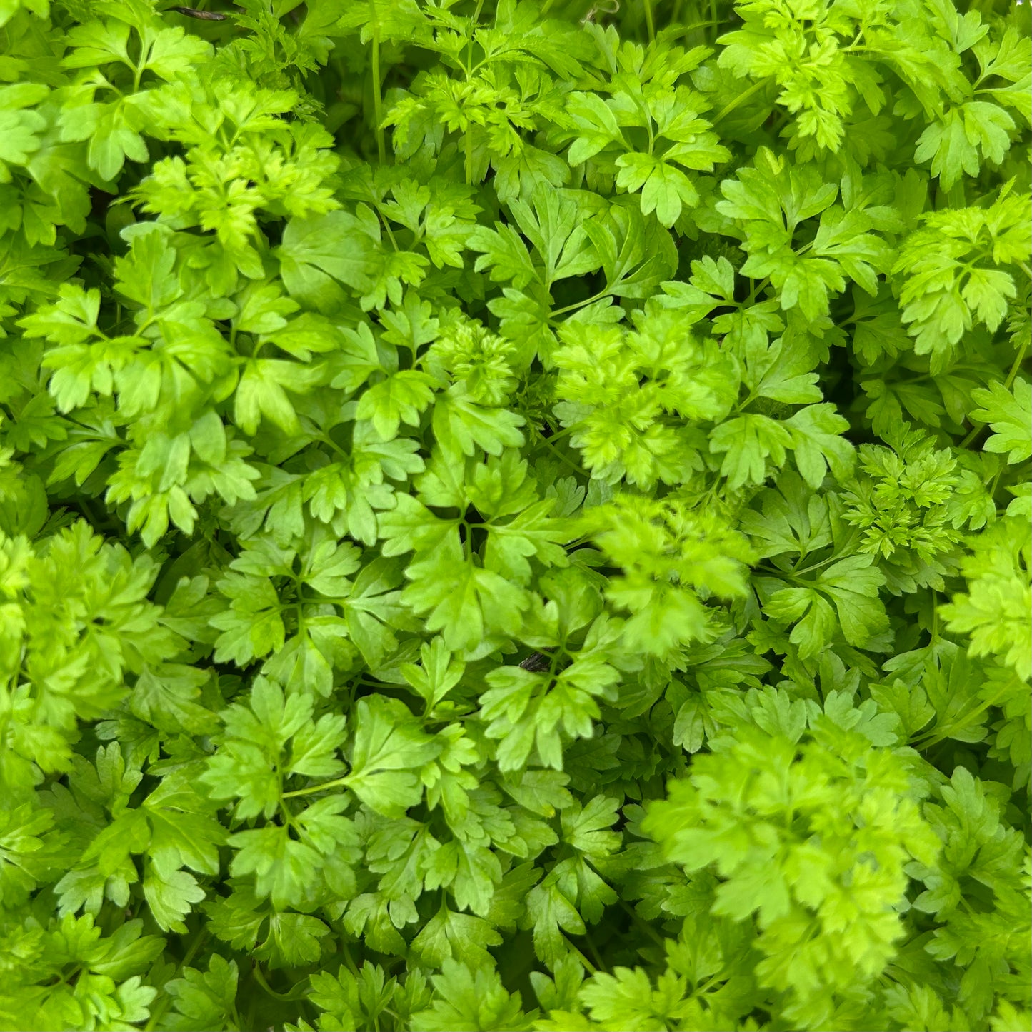 Chervil Microgreens
