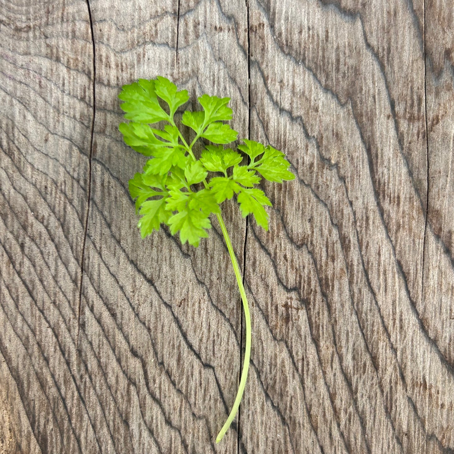Chervil Microgreens