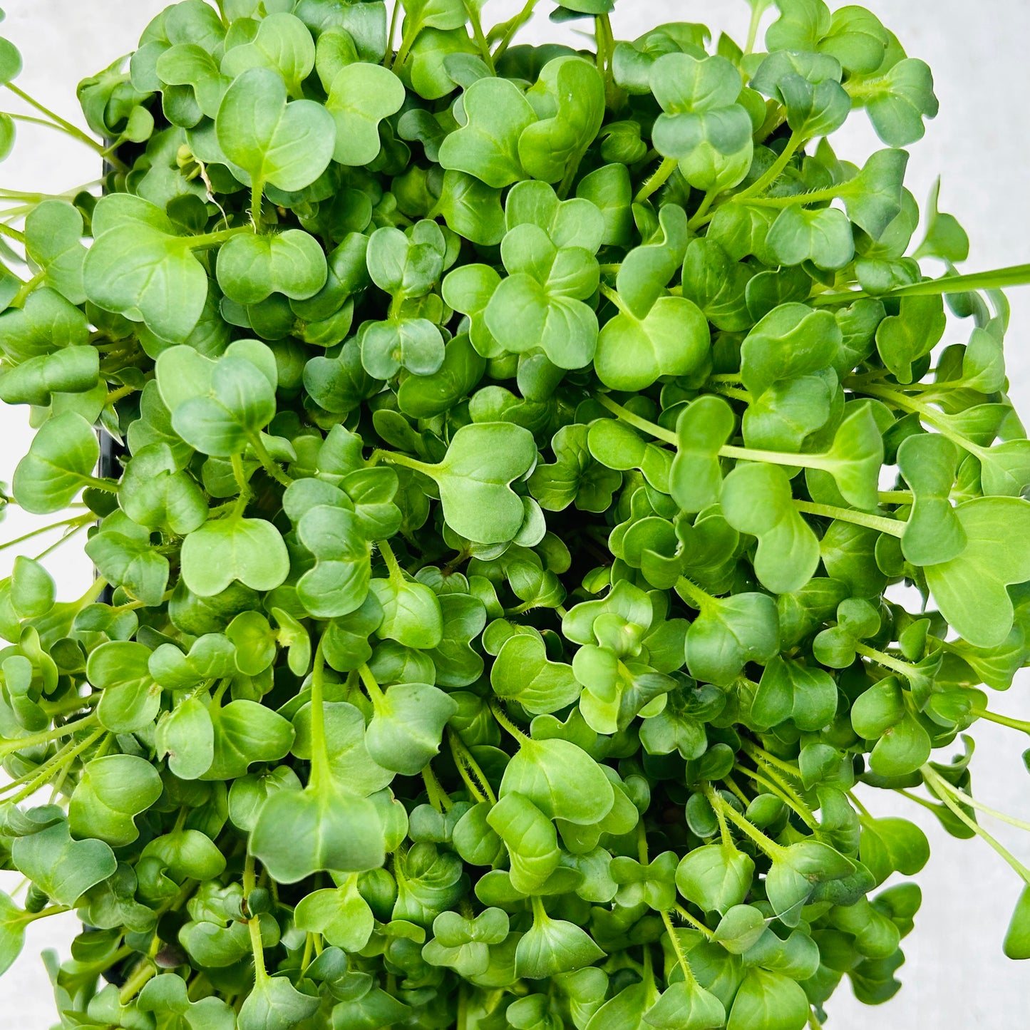 Radish Microgreens
