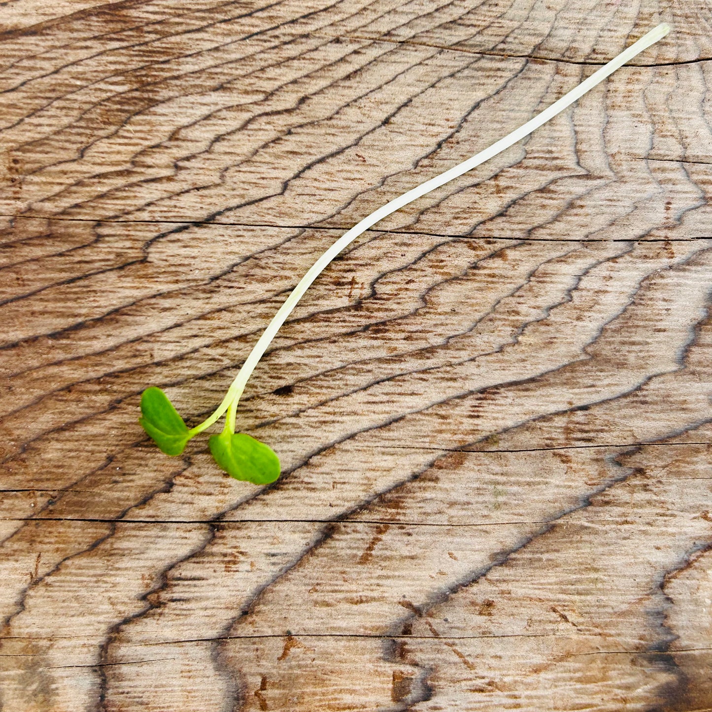 Radish Microgreens