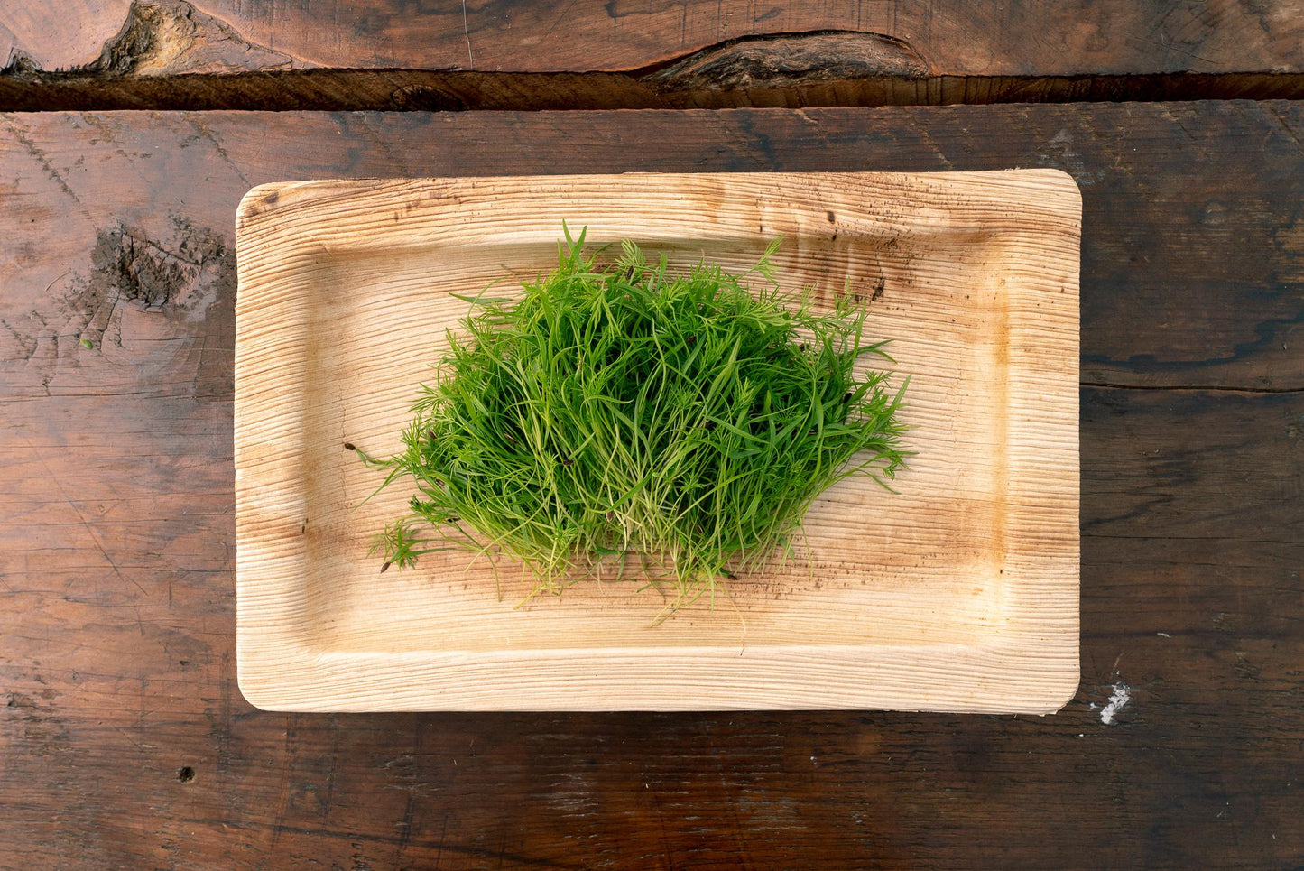 Dill Microgreens