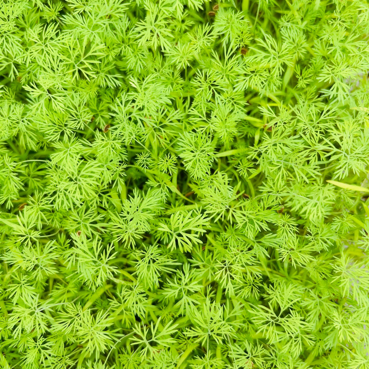Dill Microgreens