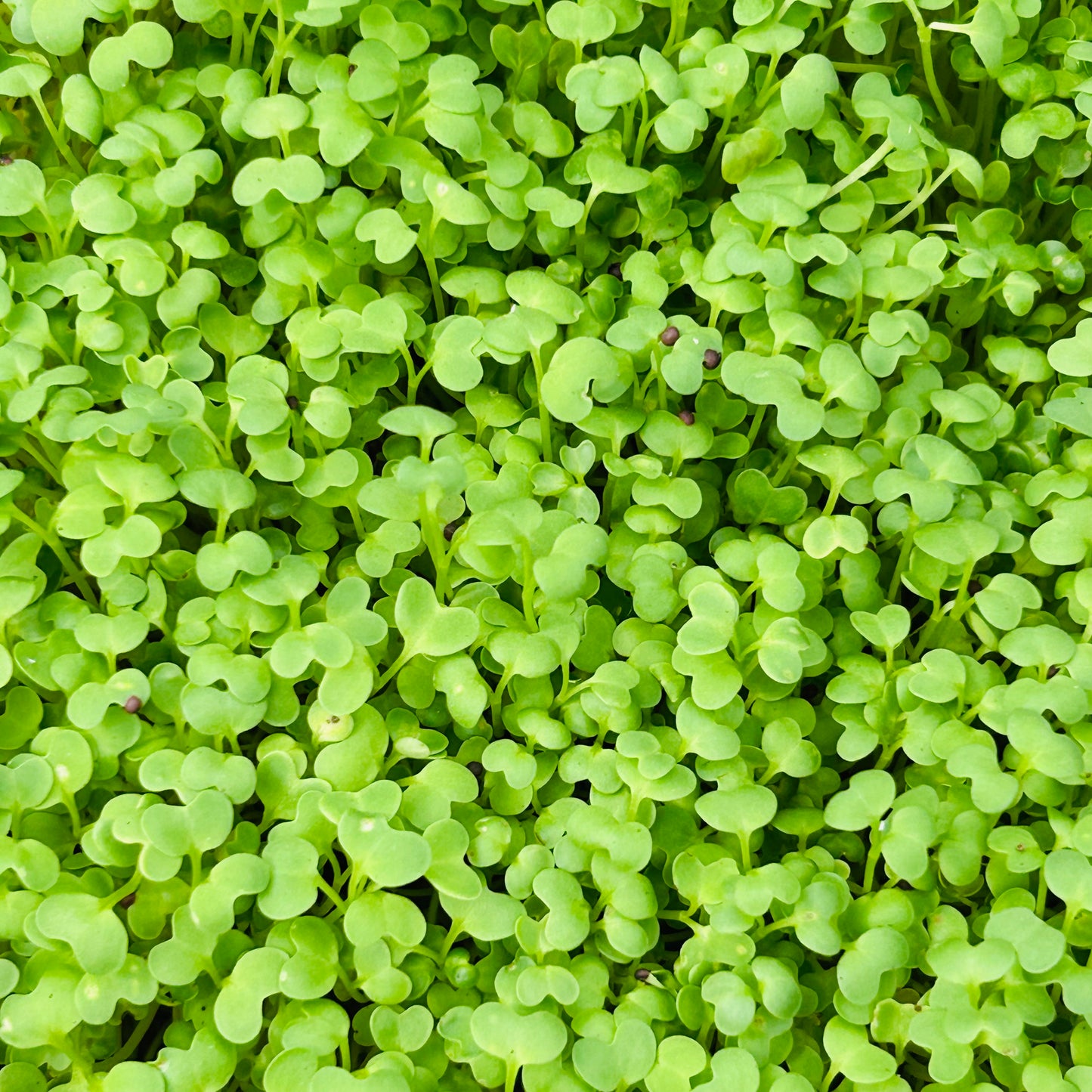Mustard Microgreens