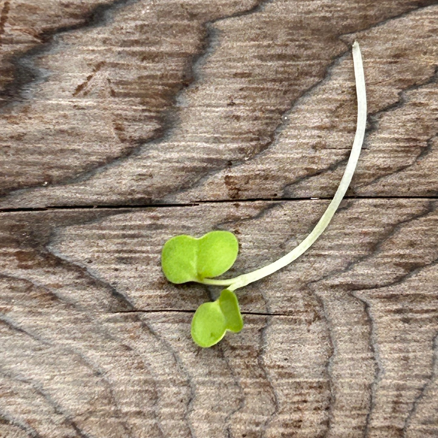 Mustard Microgreens