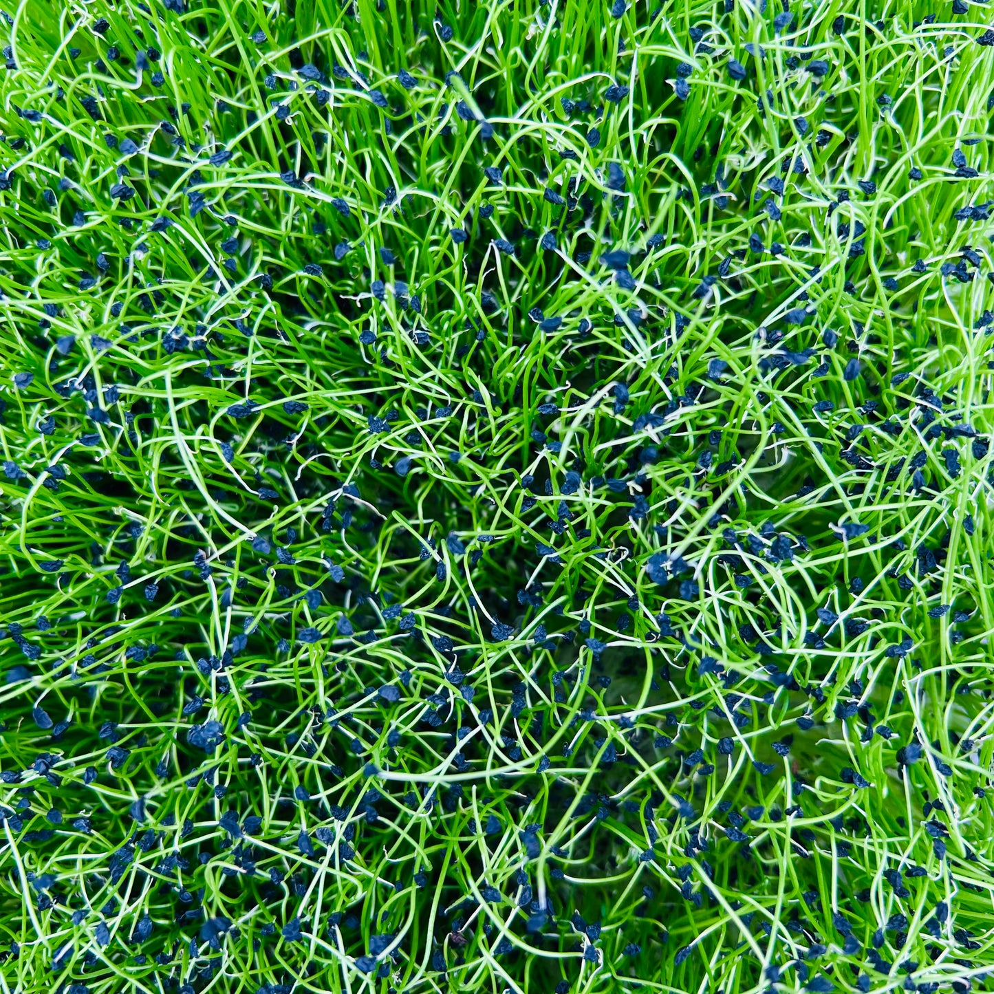 Leek Microgreens