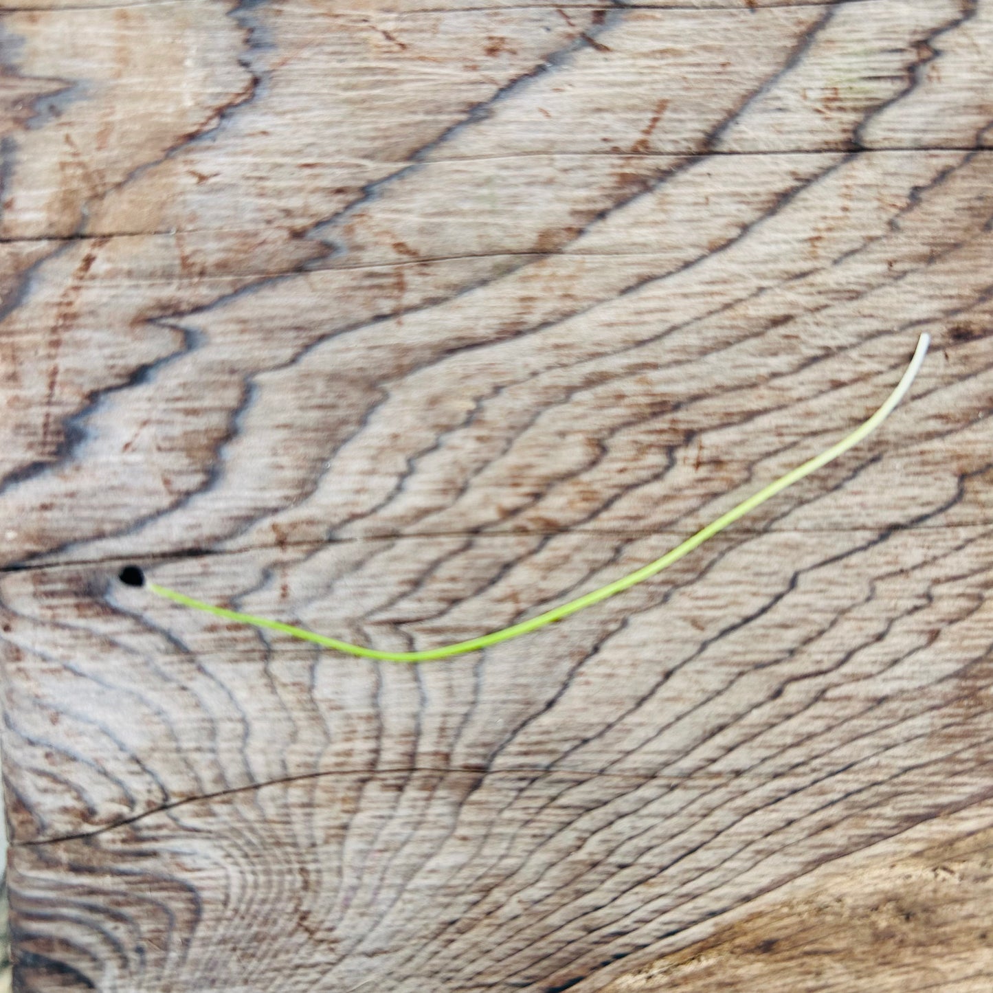 Leek Microgreens