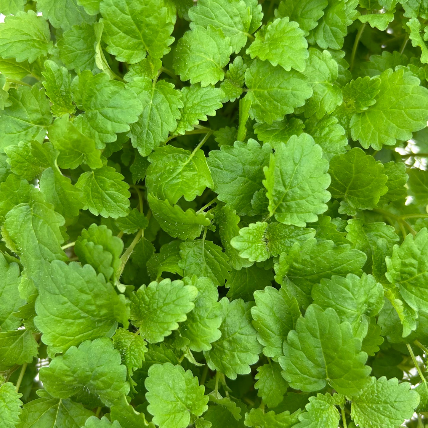 Lemon Balm Microgreens