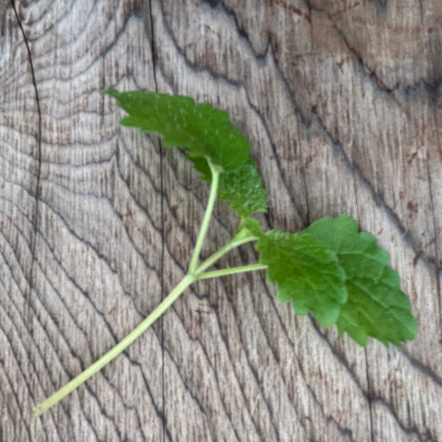 Lemon Balm Microgreens