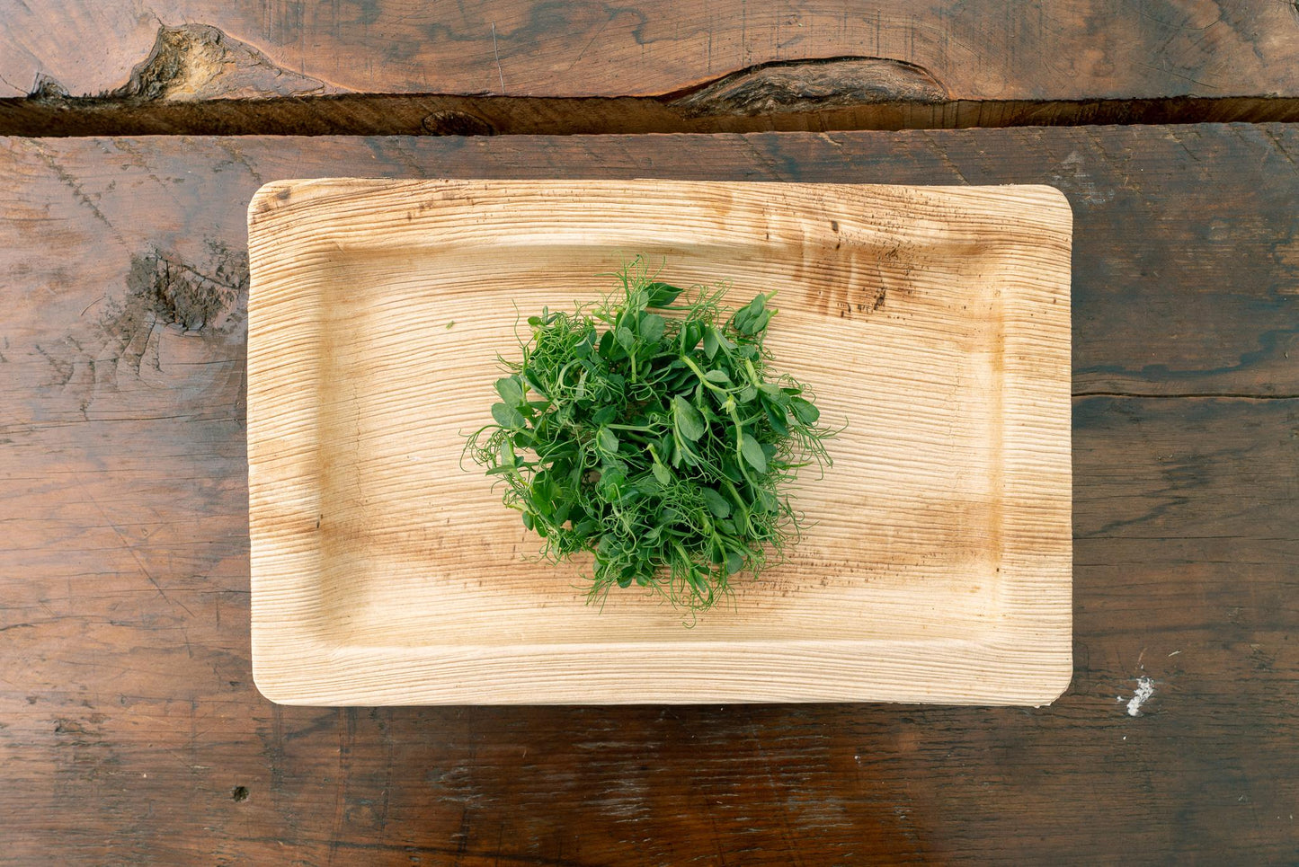 Pea Shoot Microgreens
