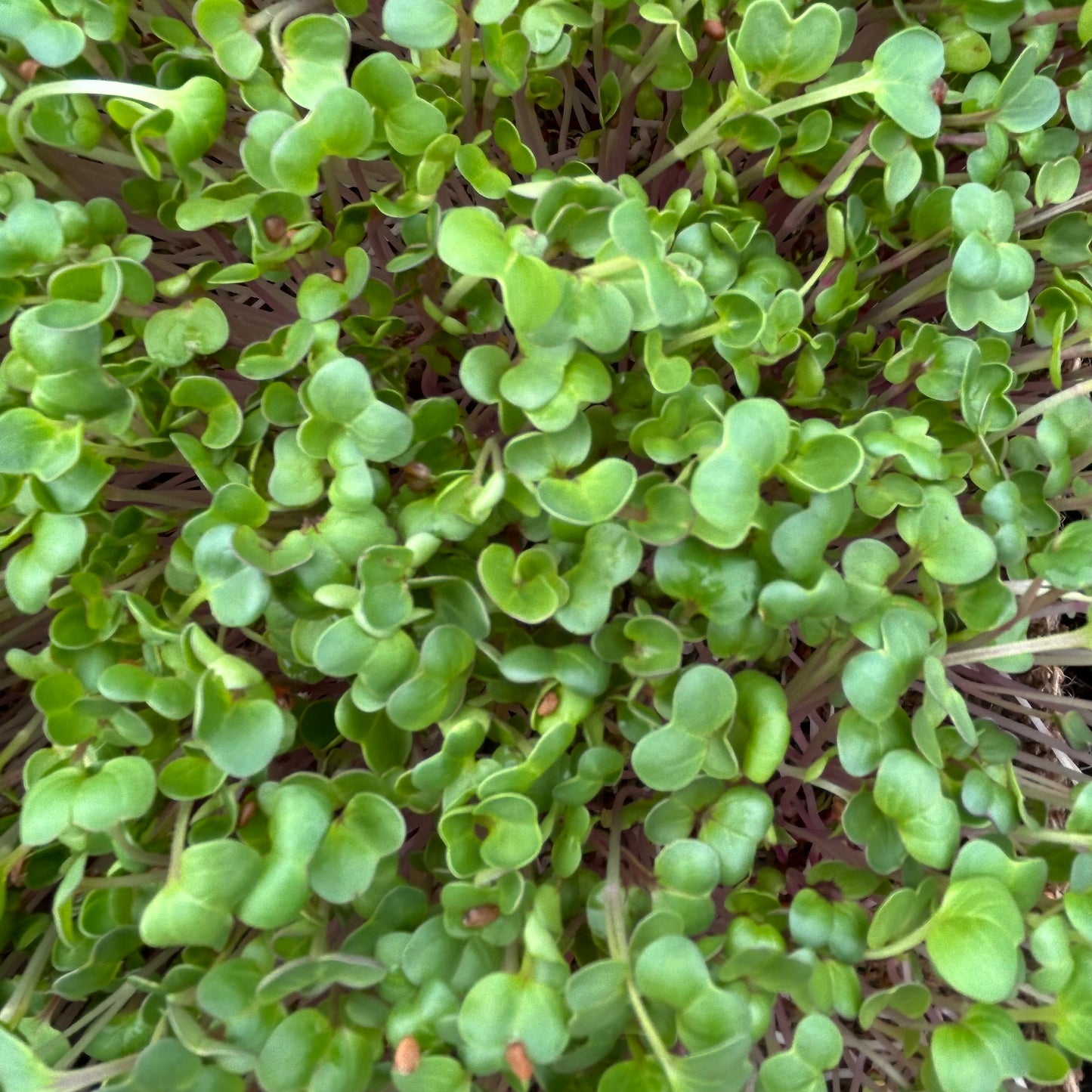 Radish Microgreens