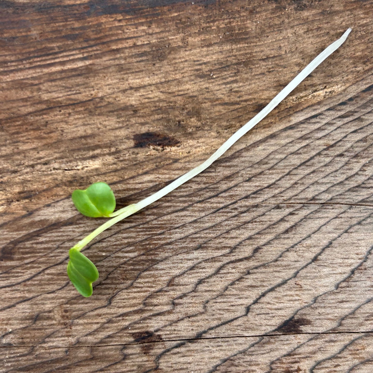 Radish Microgreens