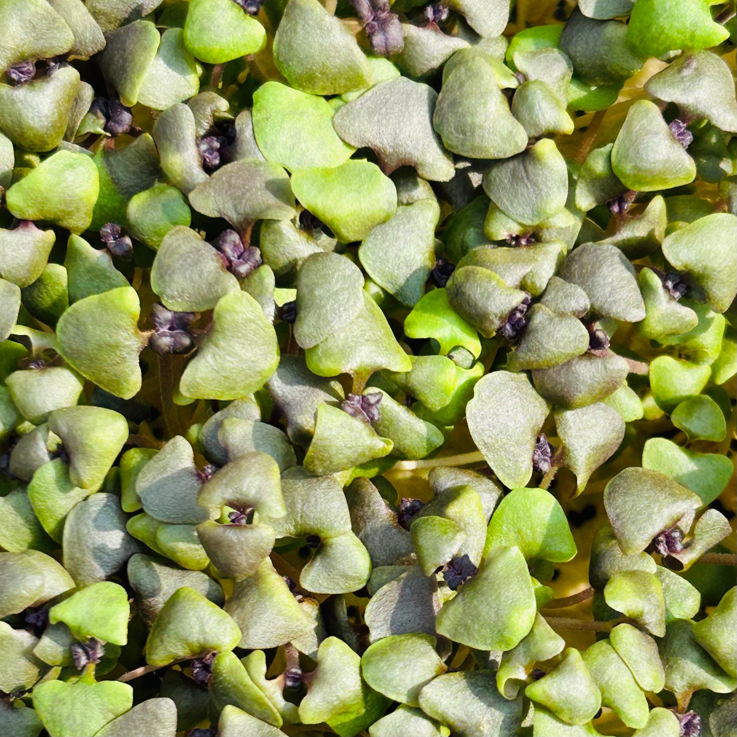 Basil Microgreens – Genovese, Opal (Purple), Thai