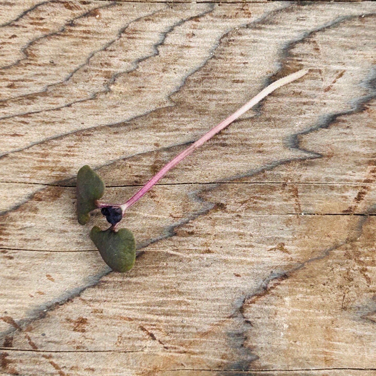 Basil Microgreens – Genovese, Opal (Purple), Thai