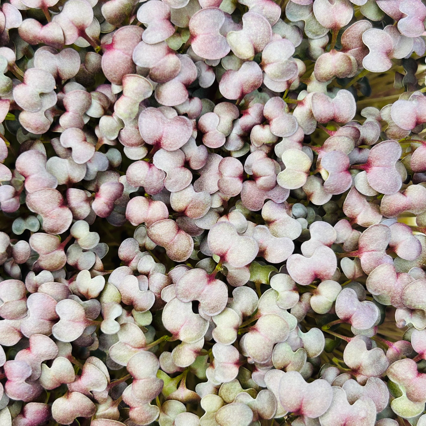 Mustard Microgreens