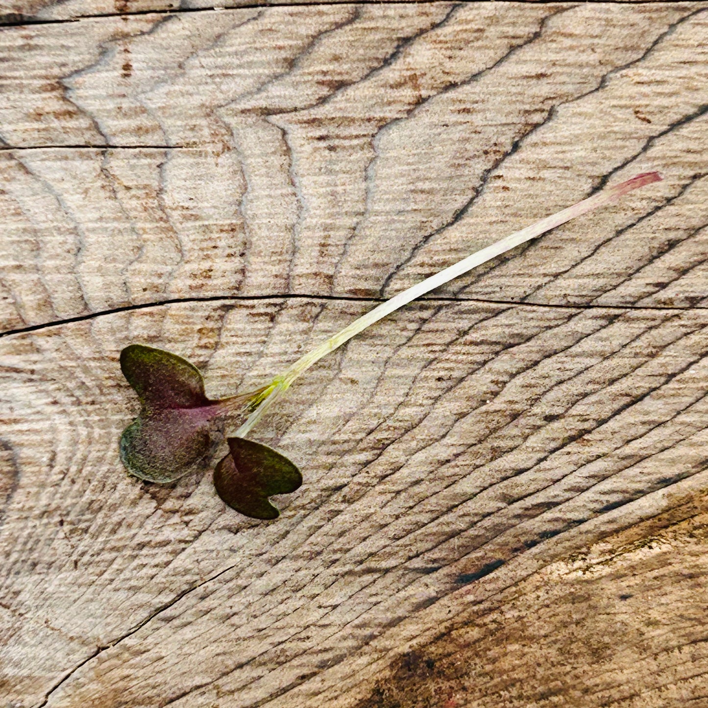 Mustard Microgreens