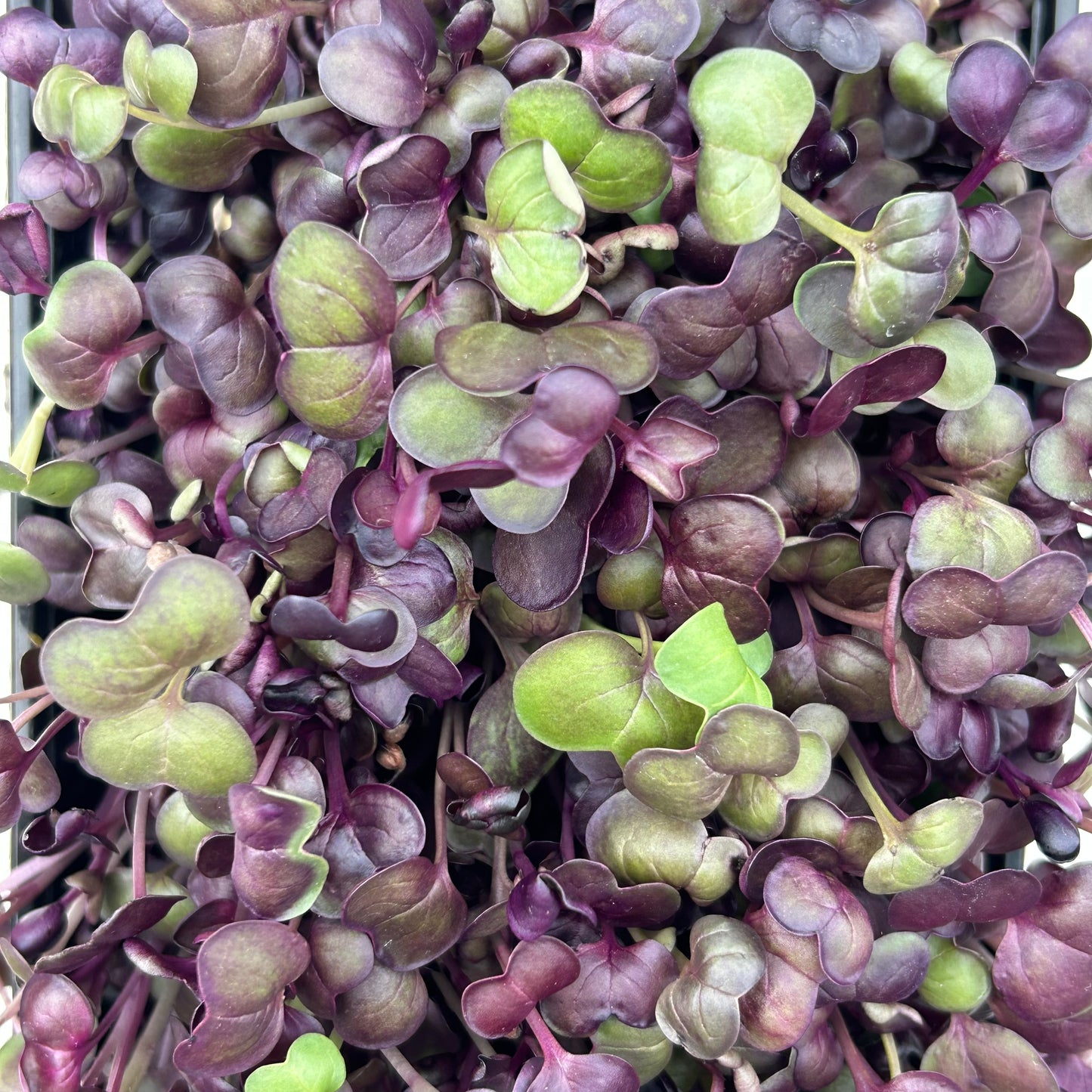 Radish Microgreens