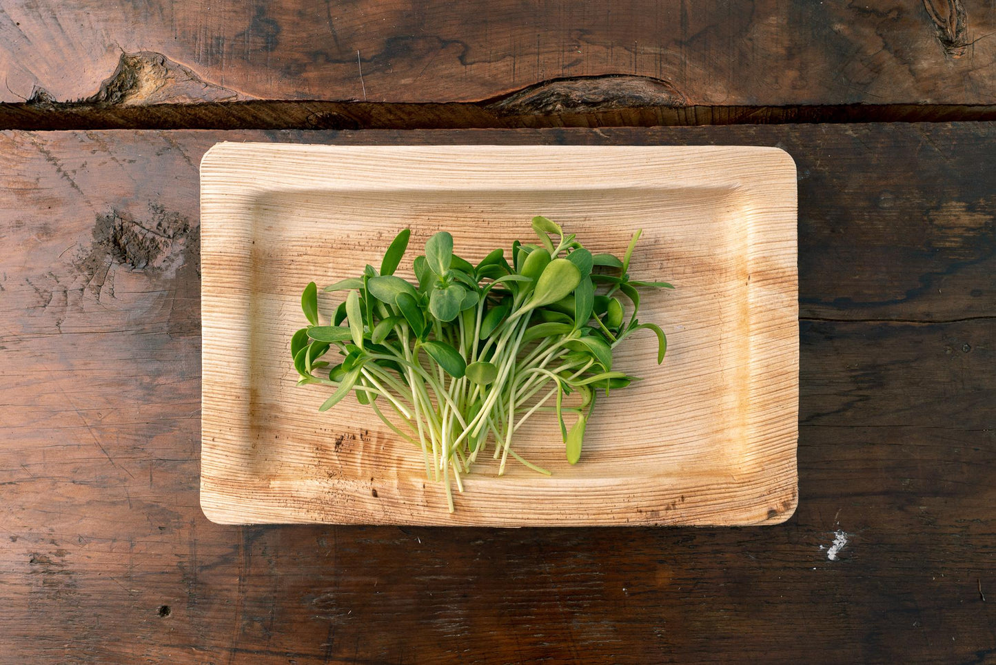 Sunflower Microgreens