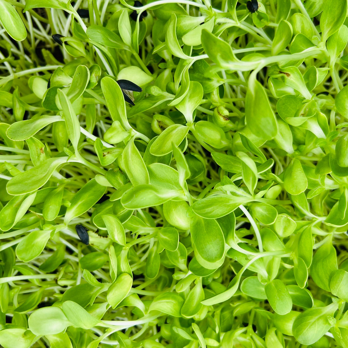 Sunflower Microgreens