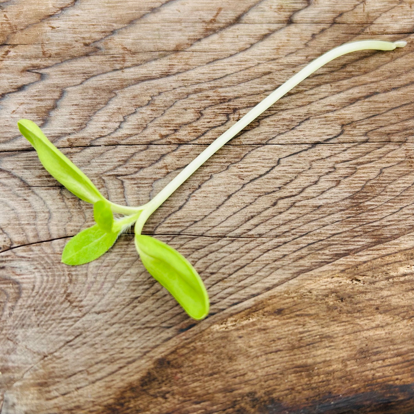 Sunflower Microgreens