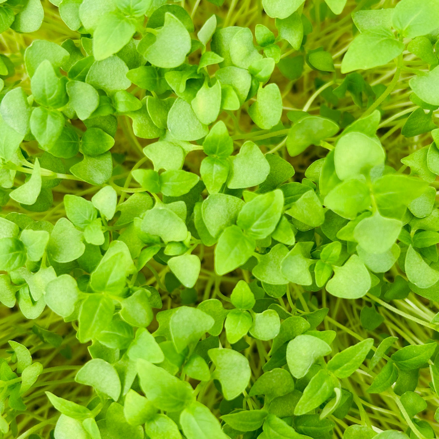 Basil Microgreens – Genovese, Opal (Purple), Thai