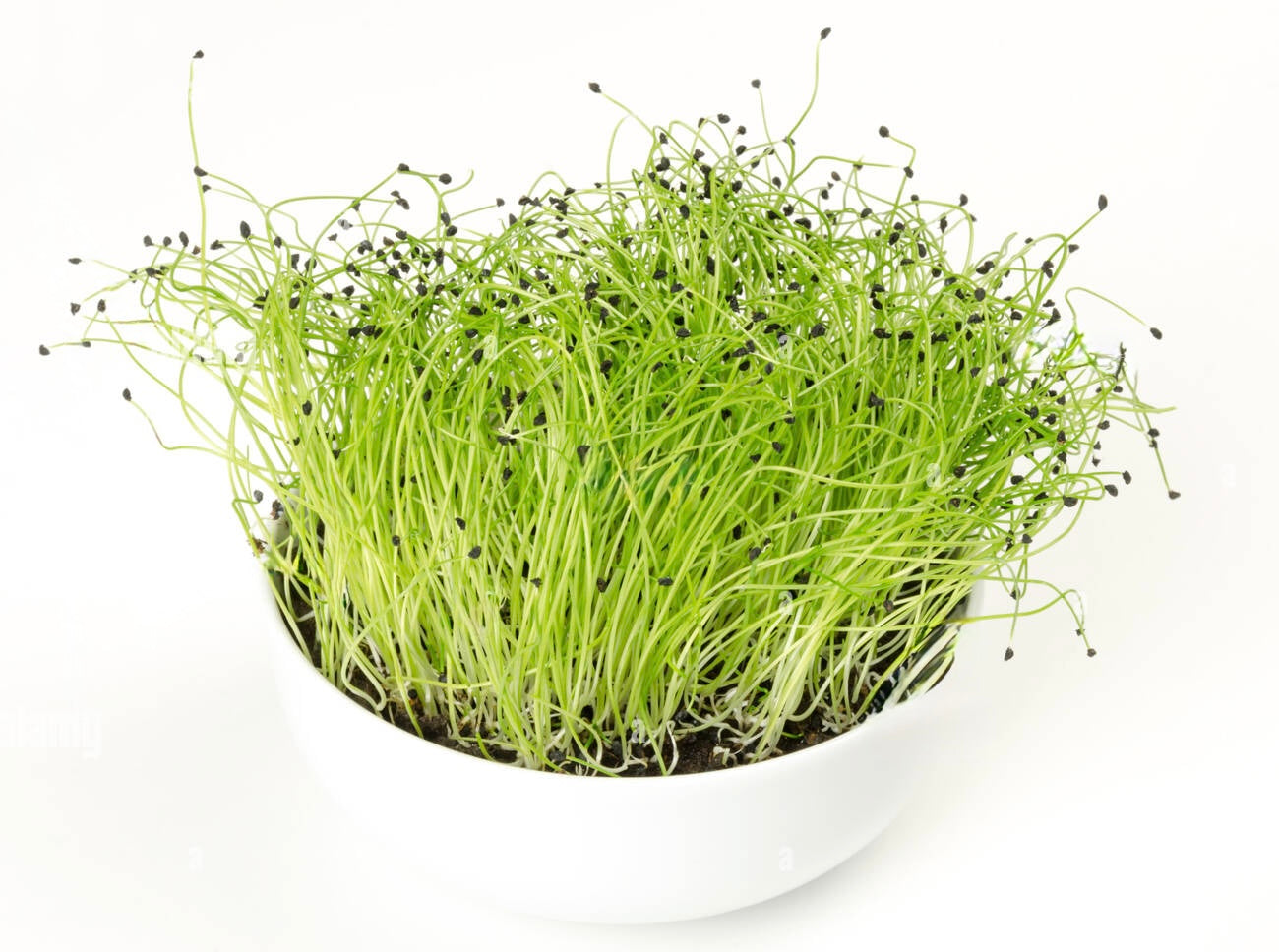 Leek Microgreens