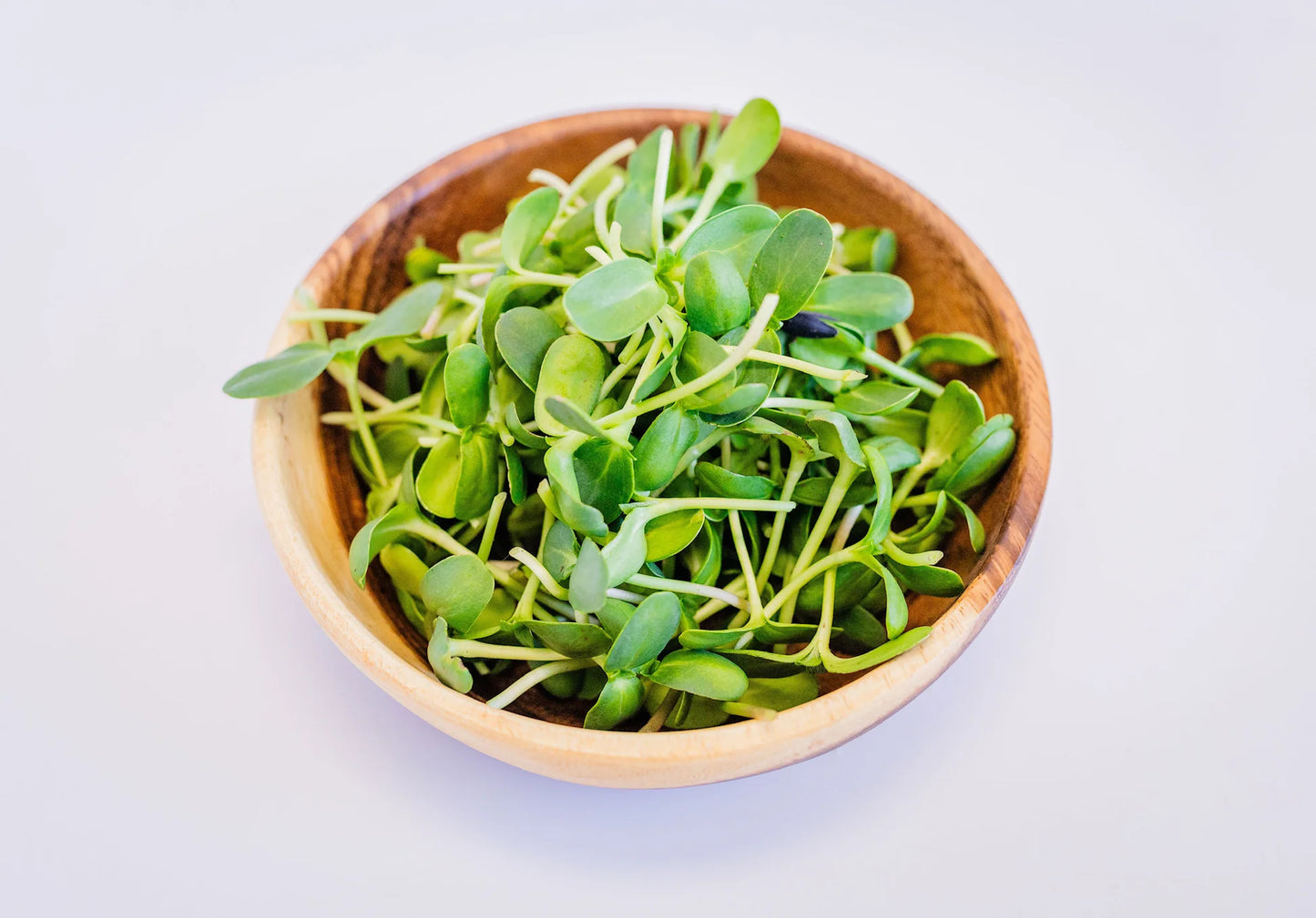 Sunflower Microgreens