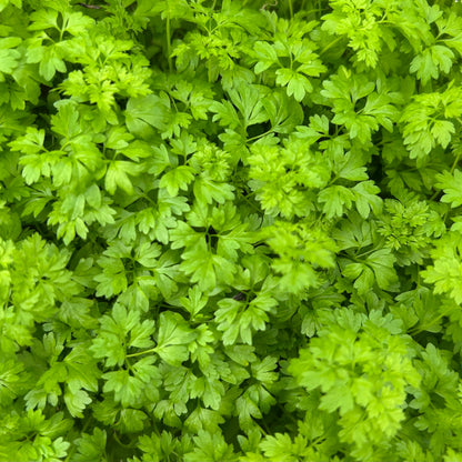 Chervil Microgreens