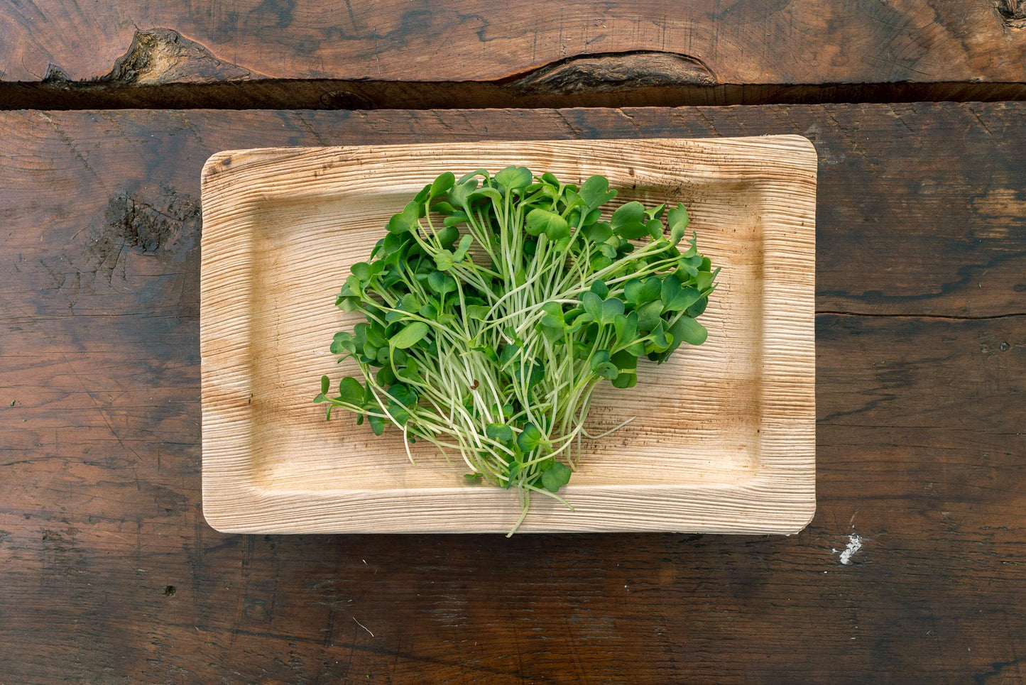 Radish Microgreens