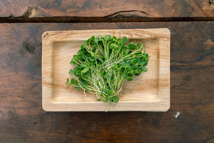 Radish Microgreens