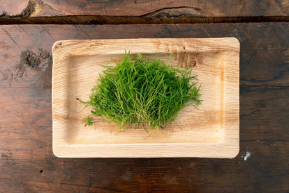 Dill Microgreens