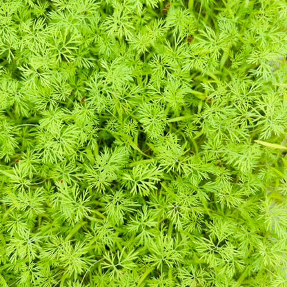 Dill Microgreens