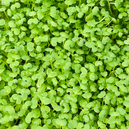 Mustard Microgreens
