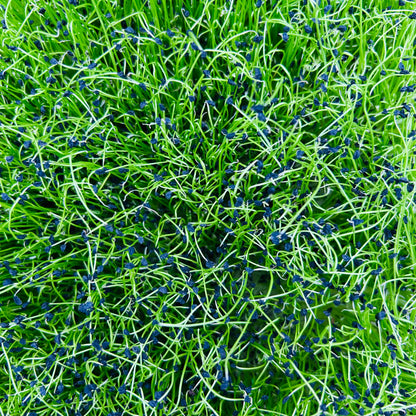 Leek Microgreens