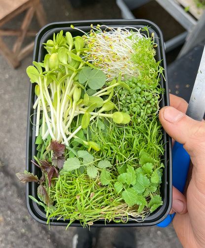 Assorted Microgreen Box (aka Chef's Mix)