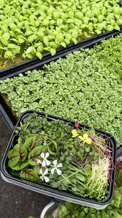 Assorted Microgreen Box (aka Chef's Mix)