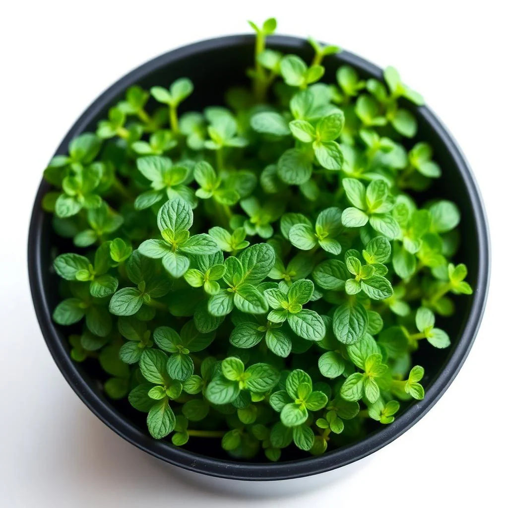 Mint Microgreens
