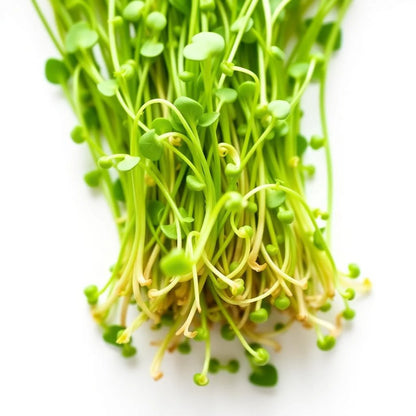 Pea Shoot Microgreens