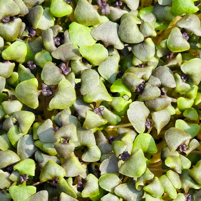 Basil Microgreens – Genovese, Opal (Purple), Thai