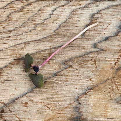 Basil Microgreens – Genovese, Opal (Purple), Thai