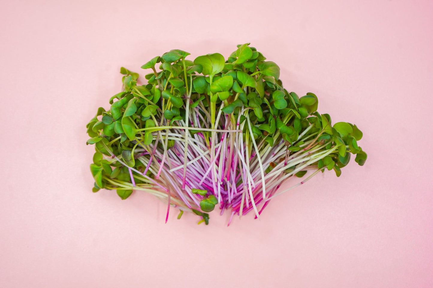 Radical Radish Microgreens