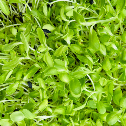 Sunflower Microgreens