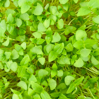 Basil Microgreens – Genovese, Opal (Purple), Thai